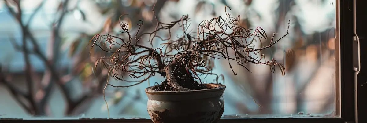 a dead houseplant in front of a dirty window