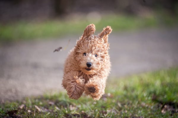 A brown puppy jumping